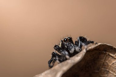 Yaprağın üzerinde Macro örümceği