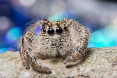 Arka plan Macro örümceği sıçrayışı