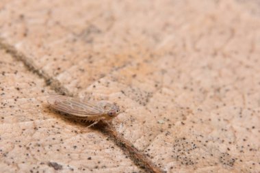 Kurumuş yapraklardaki böcekler