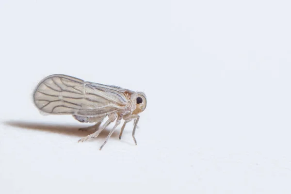 Macro Leafhopper Witte Achtergrond — Stockfoto