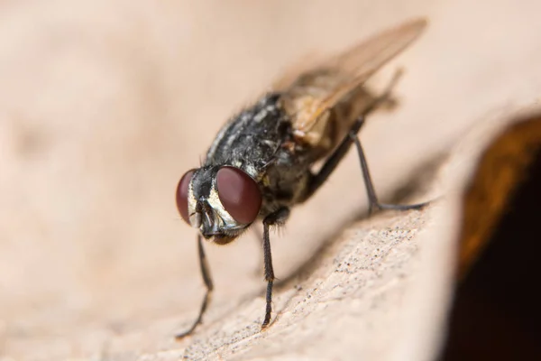 Makrofliegen Auf Trockenen Blättern — Stockfoto