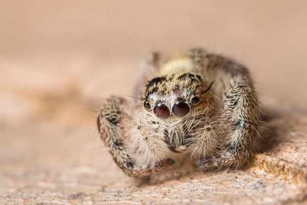 Макро Павук Гілці Листа — стокове фото