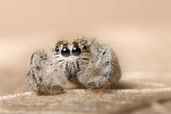 Macro Aranha Ramo Uma Folha — Fotografia de Stock