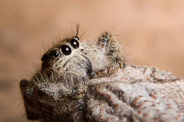 Macro Aranha Ramo Uma Folha — Fotografia de Stock