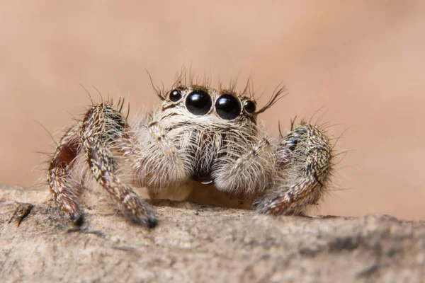 Hintergrund Makro Spinnensprung — Stockfoto