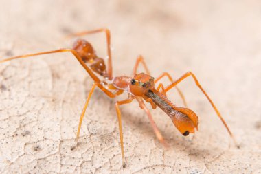 Macro Örümcekleri Kırmızı Karınca