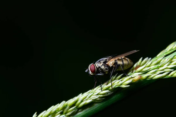 自然界中树叶上的苍蝇 — 图库照片