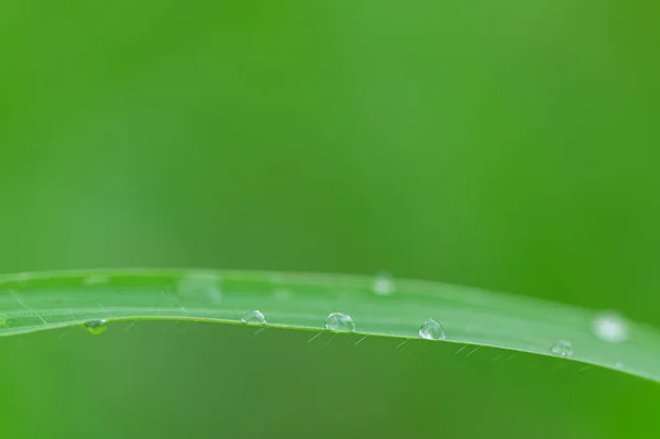 Concept Amour Monde Environnement Vert Gouttelettes Eau Sur Les Feuilles — Photo