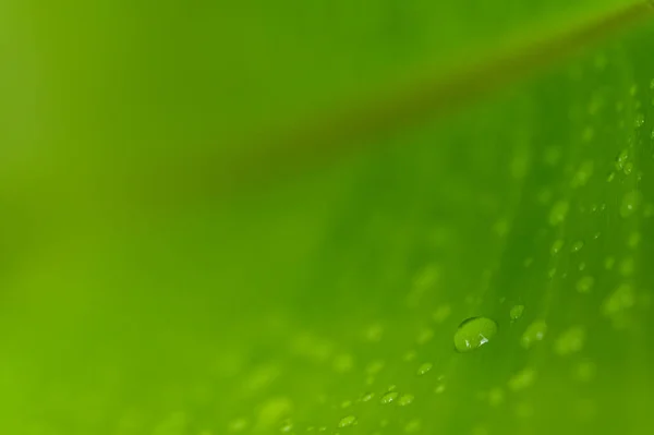 世界绿色环境的爱的概念树叶上的水滴模糊的背景 — 图库照片