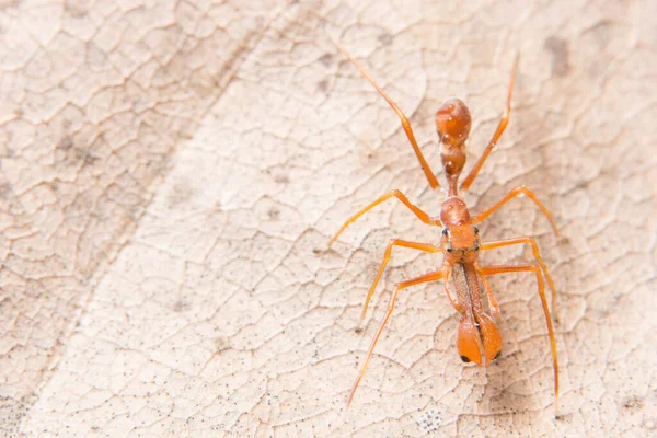 Macro Aranha Ramo Uma Folha — Fotografia de Stock