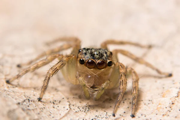 Macro Araignée Sur Une Branche Une Feuille — Photo