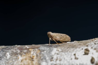 Bitkinin üzerinde Macro Leafhopper