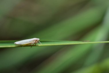 Bitkinin üzerinde Macro Leafhopper