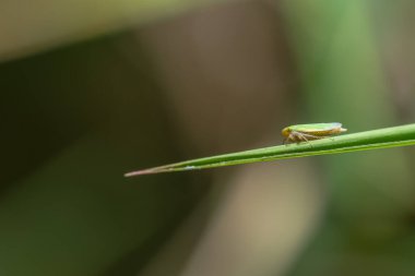 Bitkinin üzerinde Macro Leafhopper