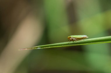 Bitkinin üzerinde Macro Leafhopper