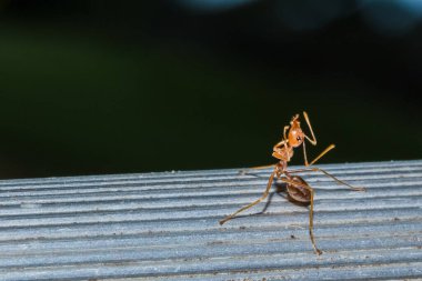 Karınca kırmızısını kapat