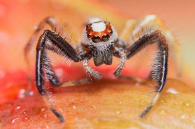 Yaprağın dalındaki Macro örümceği