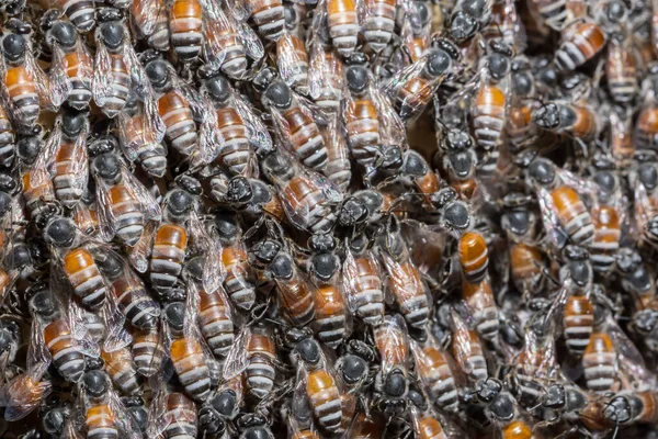 Take a closer look at the bee crowd.