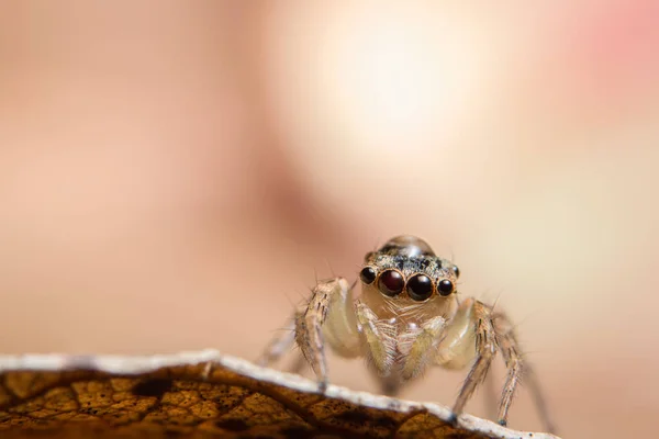 Macro Araña Sobre Rama Hoja — Foto de Stock