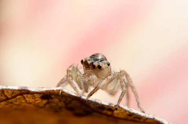 Macro Aranha Ramo Uma Folha — Fotografia de Stock