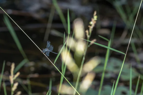 Macro Libellule Sur Herbe — Photo