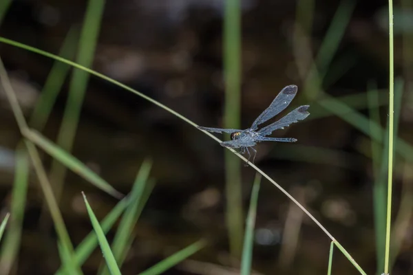 Macro Dragonfly Grass — Stock Photo, Image