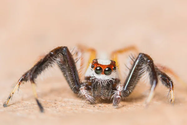 Macro Araña Sobre Rama Hoja —  Fotos de Stock