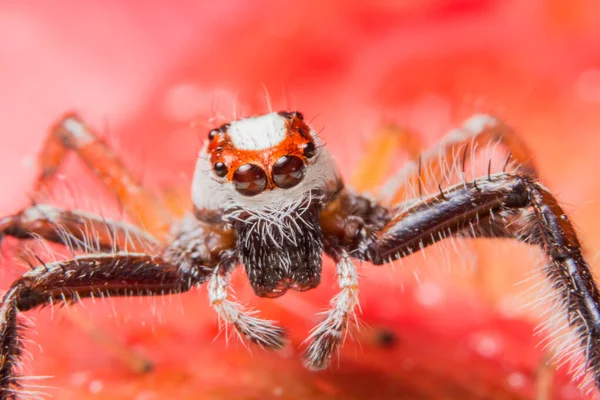Μακρο Αράχνη Κλαδί Φύλλου — Φωτογραφία Αρχείου