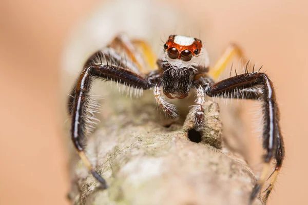 Макро Павук Гілці Листа — стокове фото