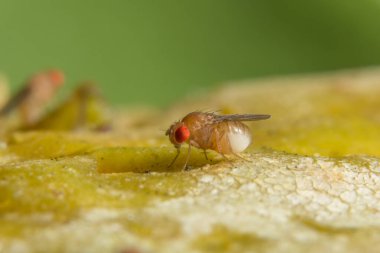 Drosophila macro is on the plant. clipart