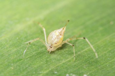 Yeşil yapraklı sarı örümceğin yakın çekimi