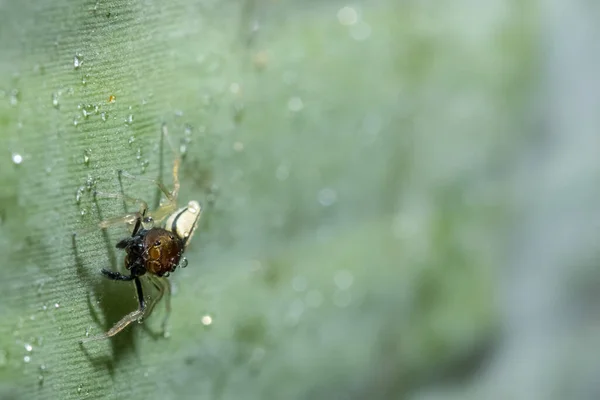 緑の葉の上のマクロクモ — ストック写真