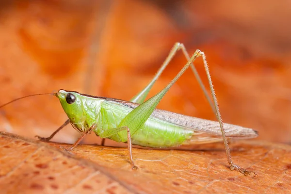 Macro Grasshopper Red Leaf — Stock Photo, Image