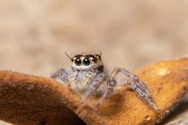 Ragno Foglia Secca — Foto Stock