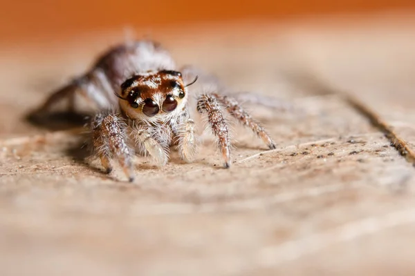 Araña Hoja Seca — Foto de Stock