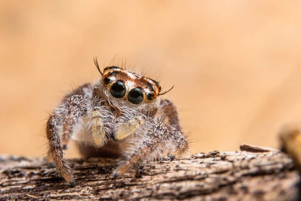 Araña Hoja Seca — Foto de Stock