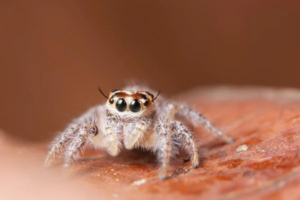 Araña Hoja Seca — Foto de Stock