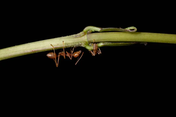 Dallarda Makro Karıncalar — Stok fotoğraf
