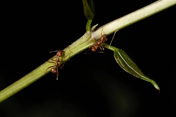 Macros Formigas Nos Ramos — Fotografia de Stock