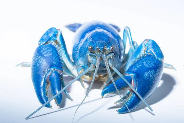 Crayfish Blue Cherax Destructor — Stok Foto