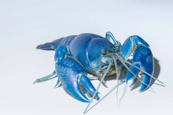 Crayfish Blue Cherax Destructor — Stok Foto