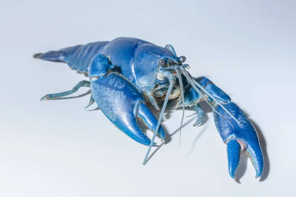 Crayfish Blue Cherax Destructor — Stok Foto