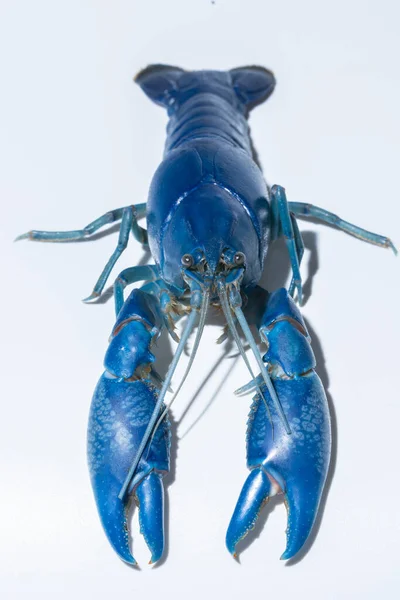 Crayfish Blue Cherax Destructor — Stok Foto