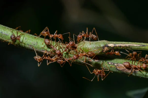 Semut Merah Pada Cabang — Stok Foto