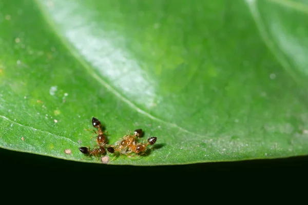 Macro Ants Plants — Stock Photo, Image