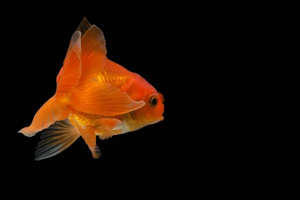 Goldfish Fundo Preto — Fotografia de Stock