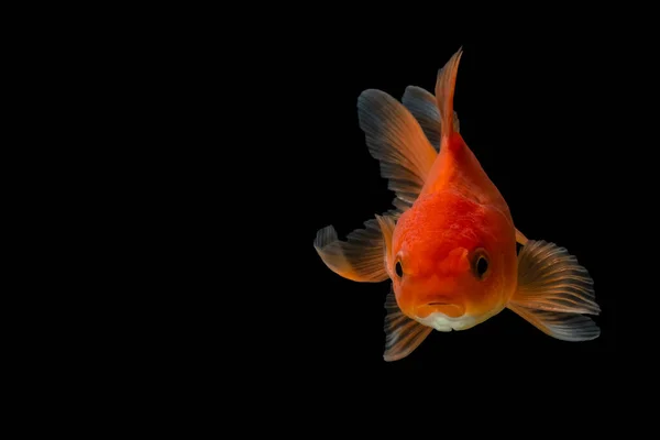 Goldfish Background Black — Stock Photo, Image