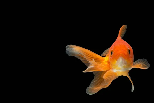 Goldfisch Hintergrund Schwarz — Stockfoto