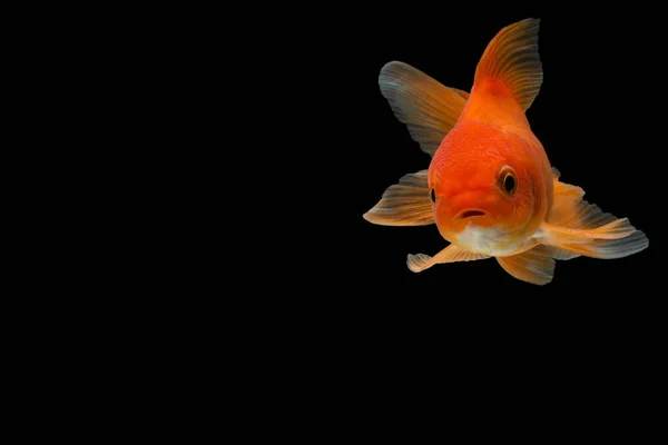 Goldfish Fundo Preto — Fotografia de Stock