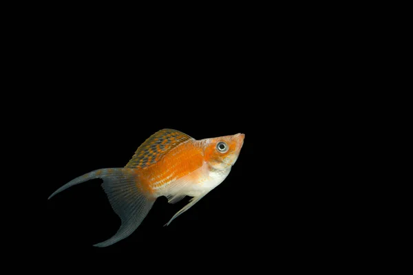 Poecilia Latipinna Laranja Preto Fundo — Fotografia de Stock